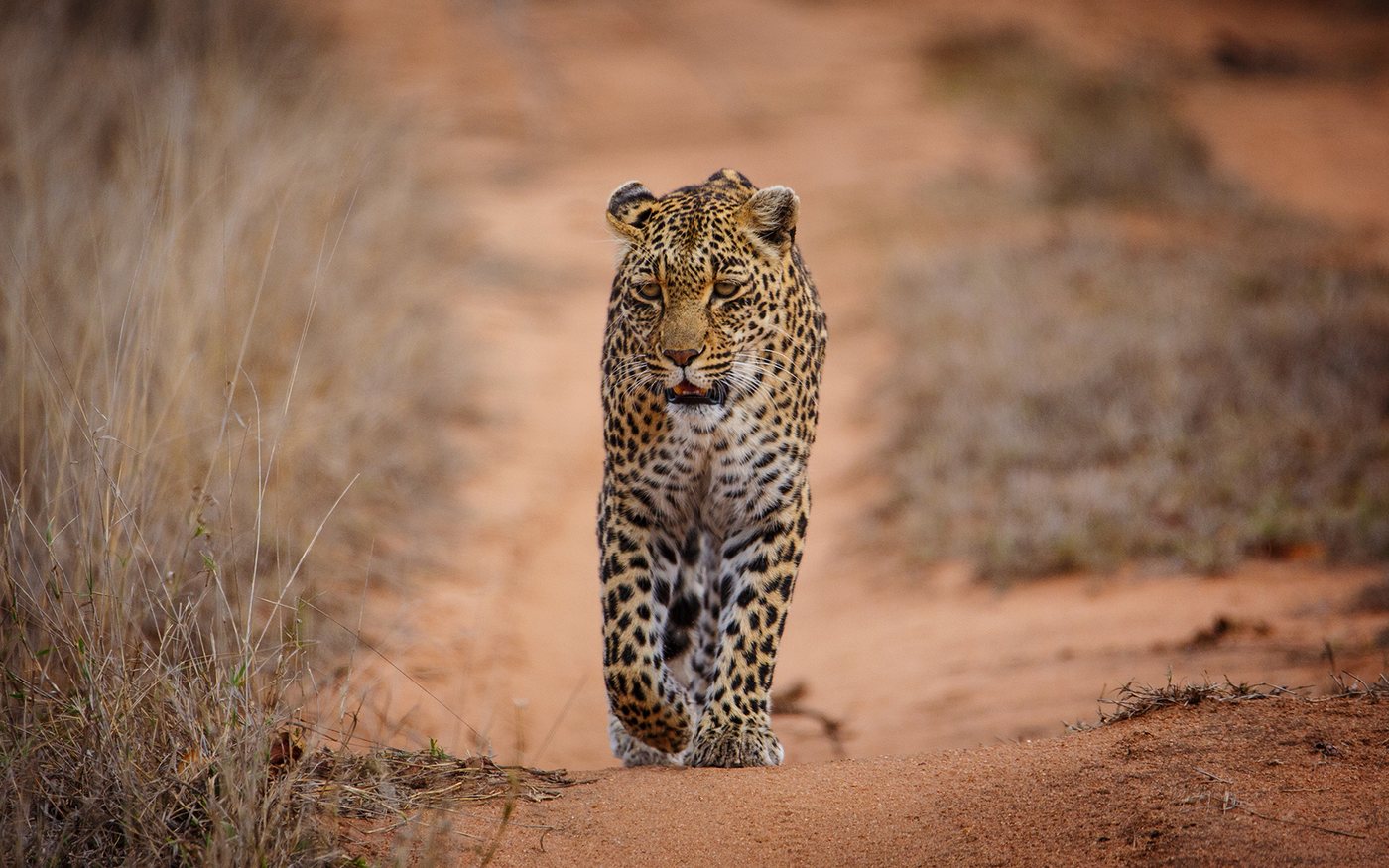 African leopard walking through dry grassland in Sabi Sands Game Reserve, South Africa