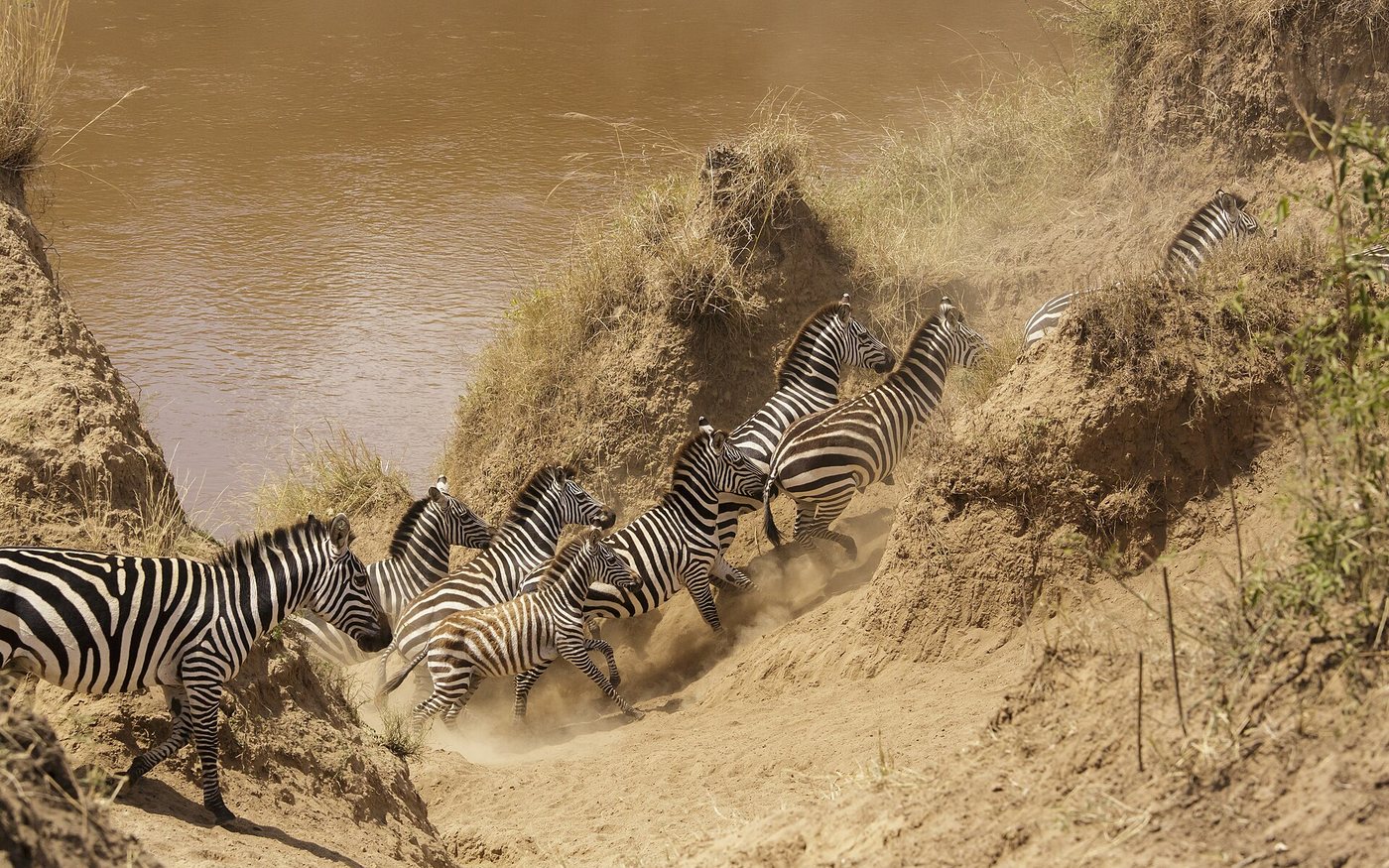 A large herd crossing the Mara River during the Great Migration