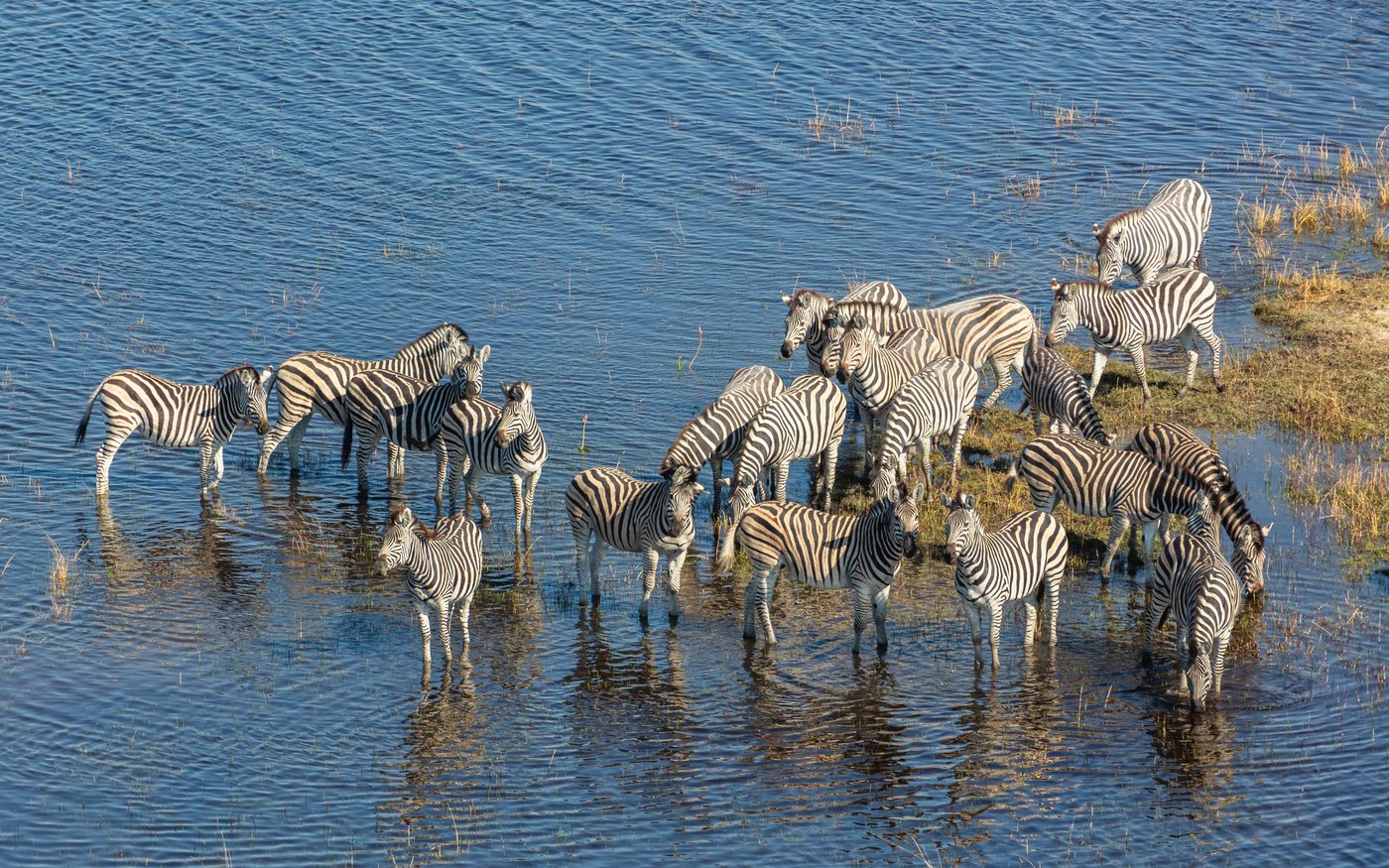 Aerial view of zebras crossing wetland channels in the Okavango Delta, Botswana