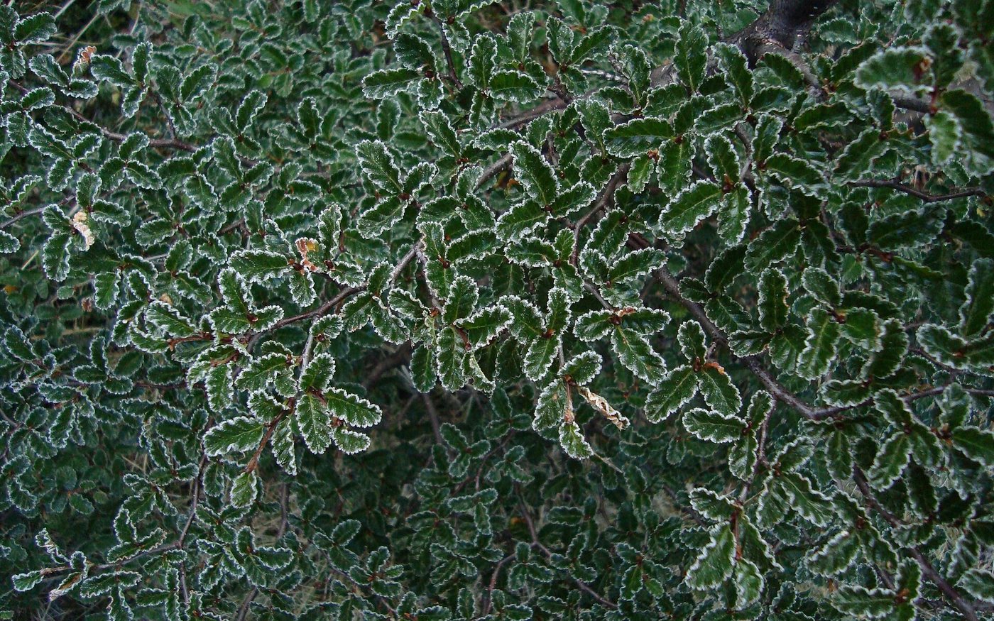 Red and gold lenga leaves in Patagonia during autumn