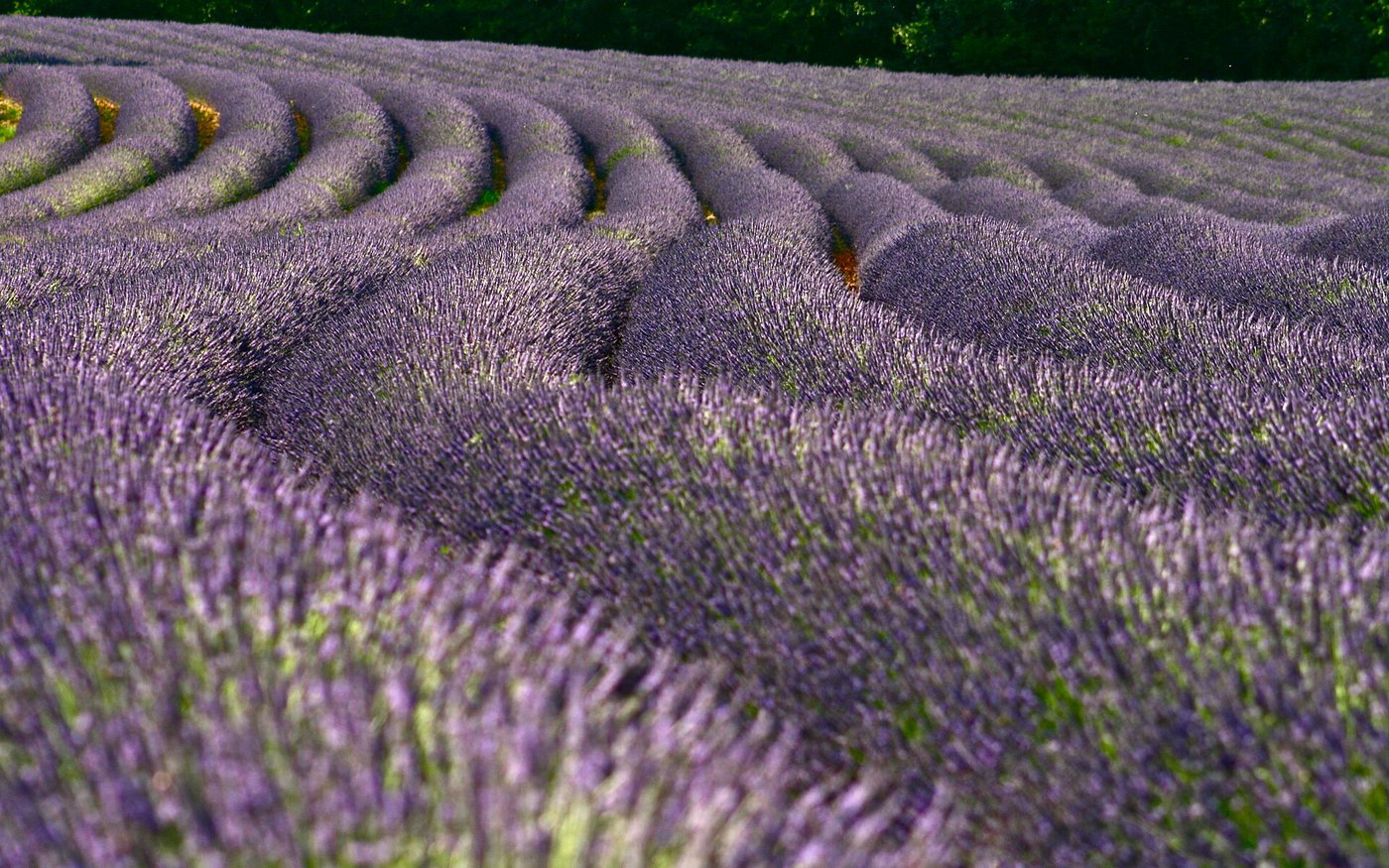 Rows of purple lavender in full bloom in Provence