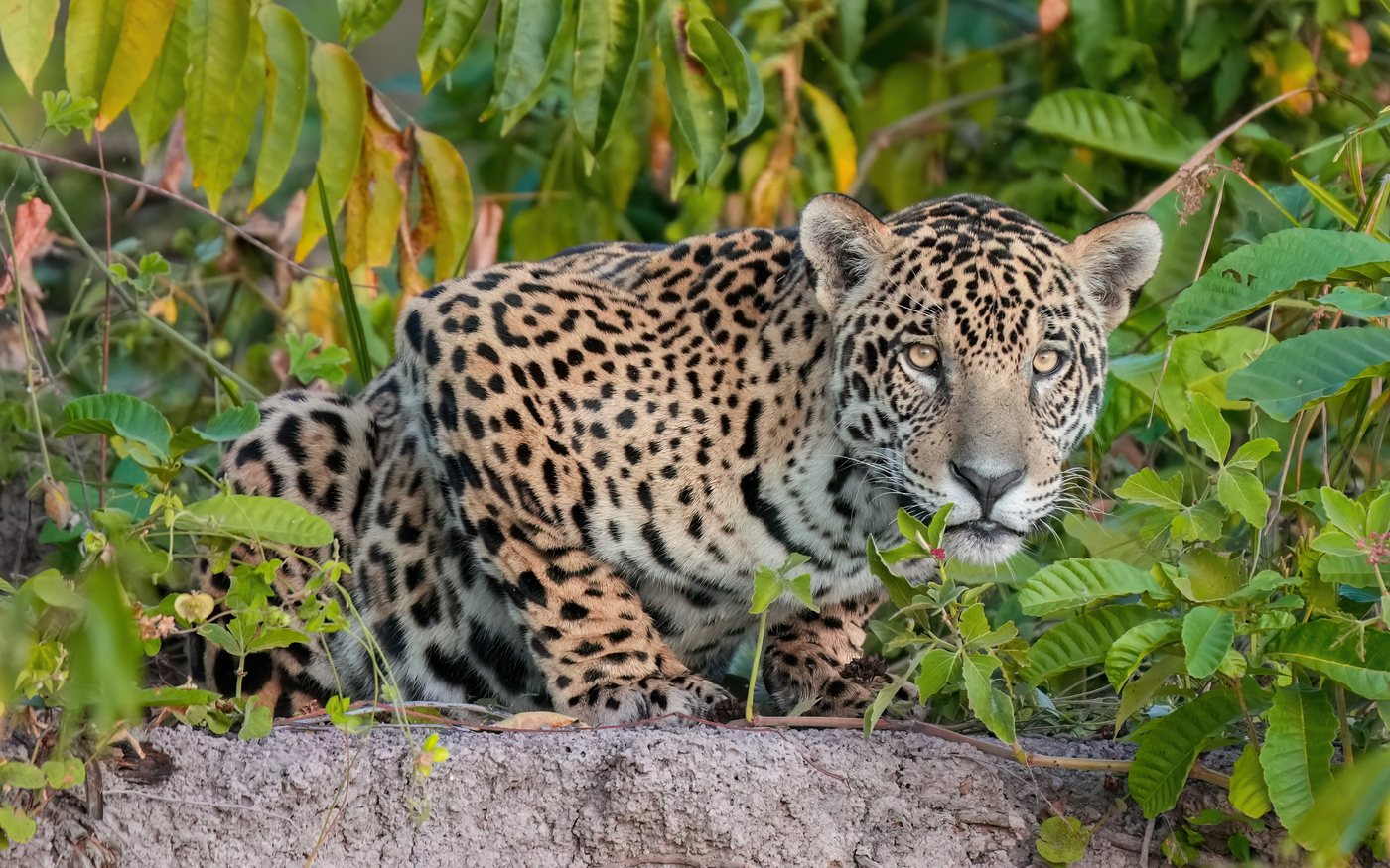 Jaguar walking along a riverbank in the Pantanal wetlands of Brazil