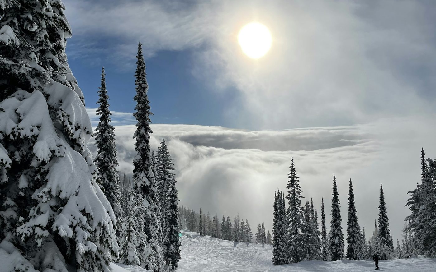Snow covered pine trees on a Montana ski mountain