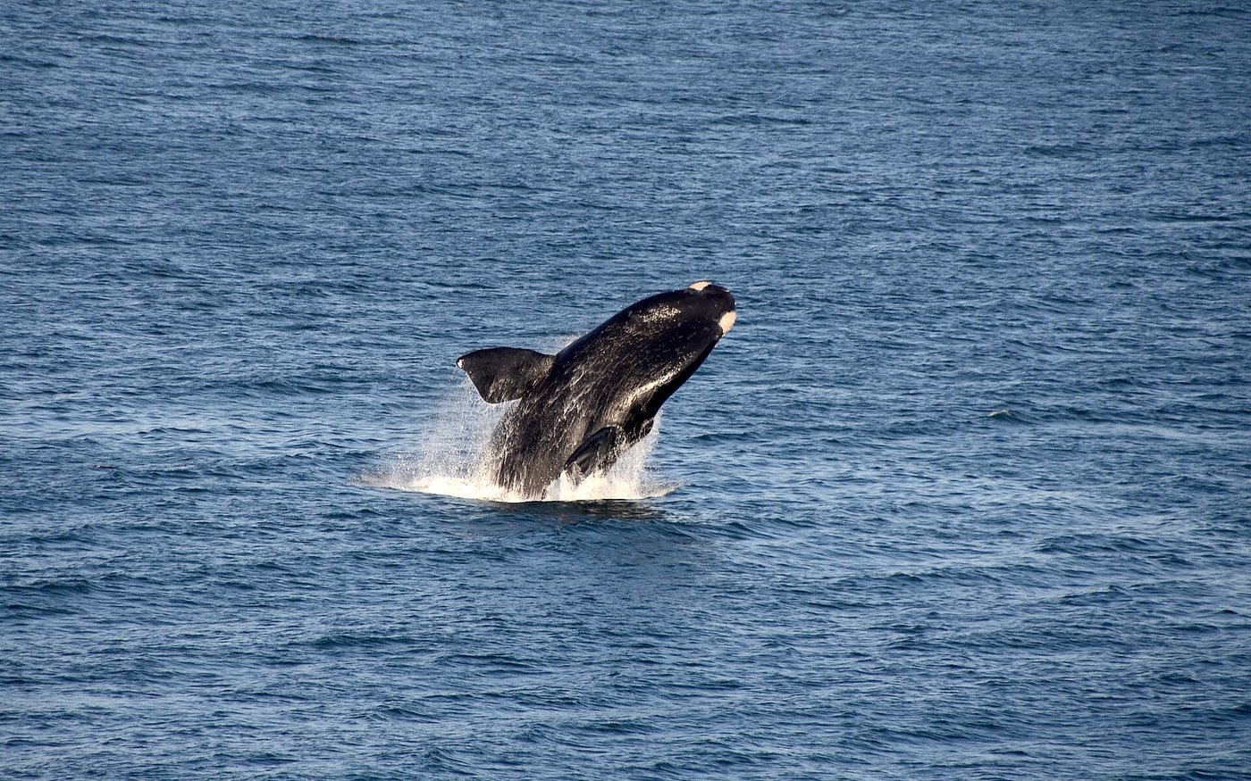 A southern right whale breaching off South Africa